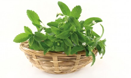 What is stevia?